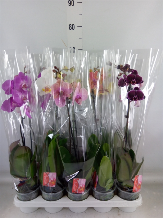 <h4>Phalaenopsis   ...mix</h4>