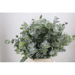 Euca Cinerea 300gr P Bunch