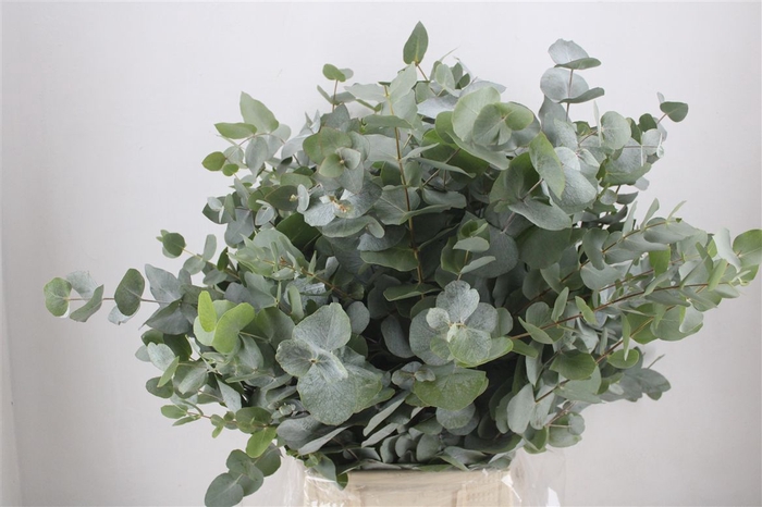 <h4>Euca Cinerea 300gr P Bunch</h4>
