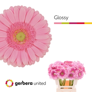 Gerbera Glossy Water