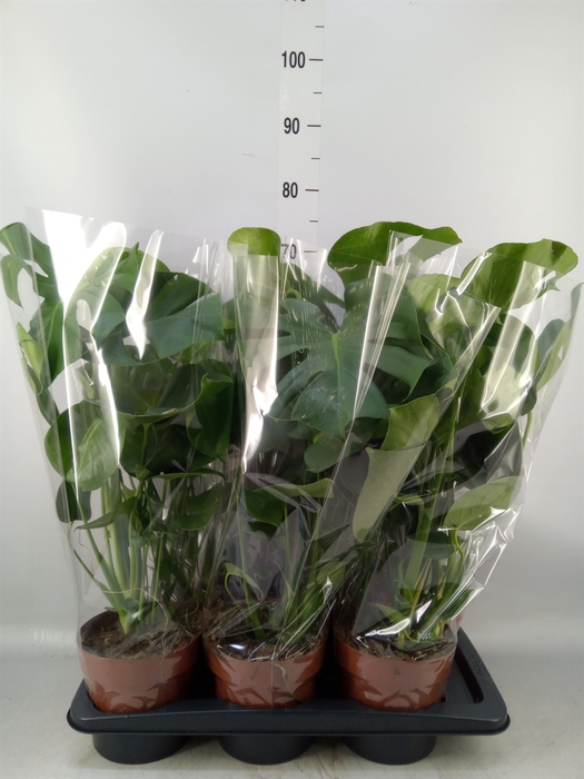 <h4>Monstera delic.</h4>