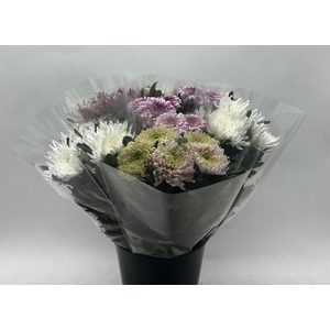 Chrysanthemum geplozen kas overig