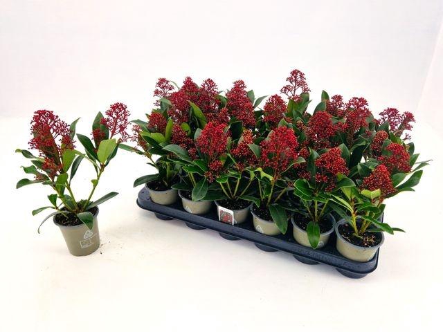 <h4>SKIM J RUBELLA P9</h4>