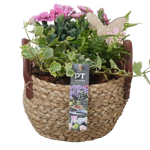 Arr.   Perkplanten L%