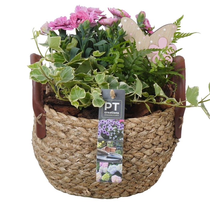 <h4>Arr.   Perkplanten L%</h4>