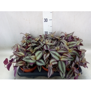 Tradescantia zebr. 'Violet Hill'