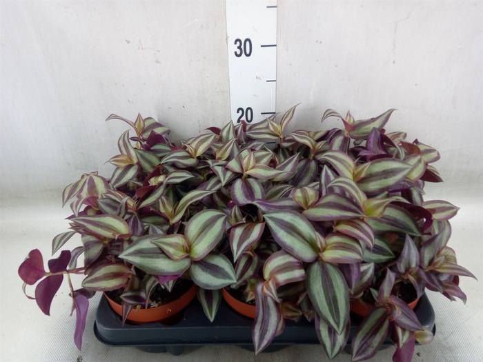 <h4>Tradescantia zebr. 'Violet Hill'</h4>