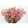 Chamelaucium Sarah's Delight