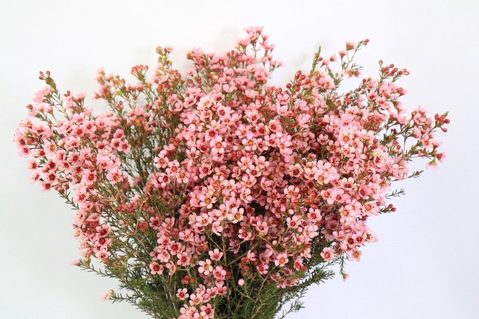 Chamelaucium Sarah's Delight
