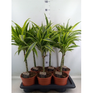 Dracaena fr de 'LemonLime'