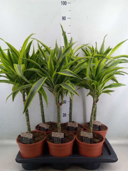 <h4>Dracaena fr de 'LemonLime'</h4>