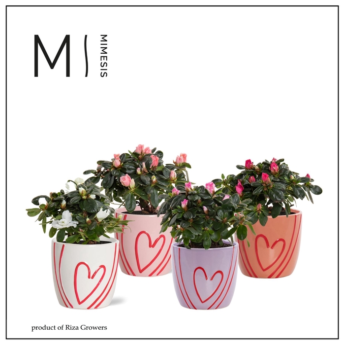 <h4>RHODO SI GEM</h4>