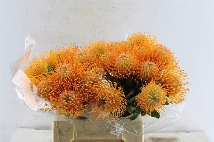 <h4>Leuco Co Soleil</h4>