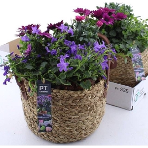 ARR TUINPLANTEN