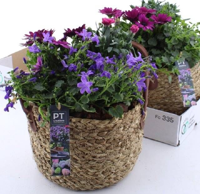 <h4>ARR TUINPLANTEN</h4>