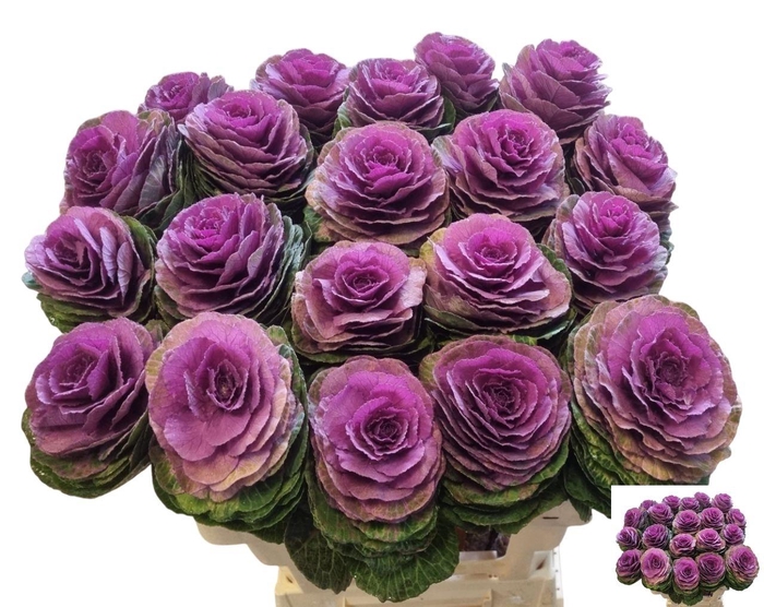 <h4>Brass Crane Carmine</h4>