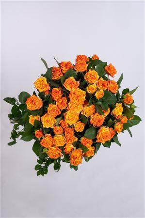 <h4>R Gr Tr Orange Peps</h4>