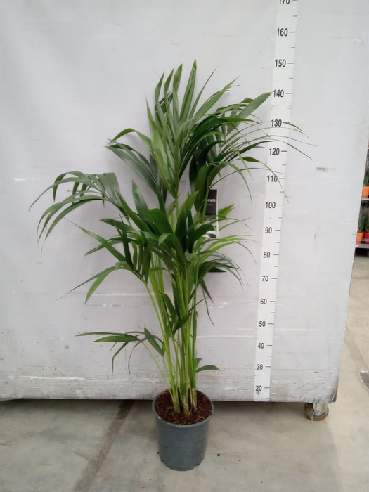 <h4>Howea forsteriana</h4>