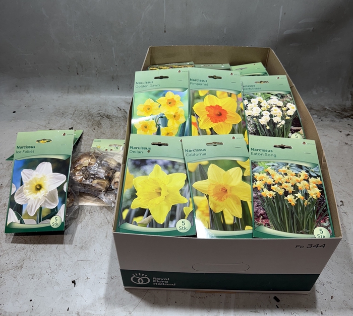 <h4>BLOEMBOL NARCIS</h4>