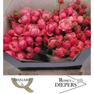 R Tr Silva Pink Diepers