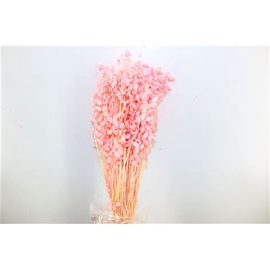 Dried Briza Maxima L Pink Bunch