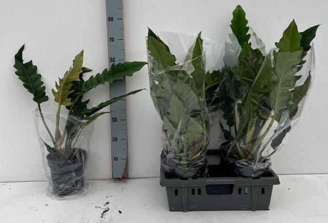 <h4>PHIL NARROW ESCAPE</h4>