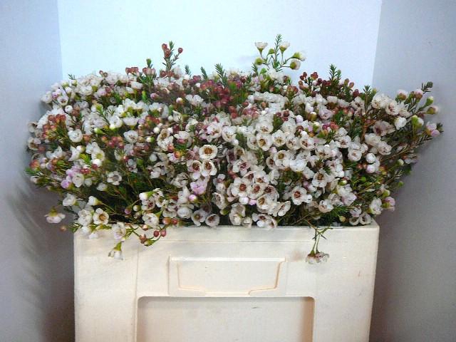 <h4>CHAME MOONL DELIGHT</h4>