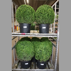 Buxu Sempervirens
