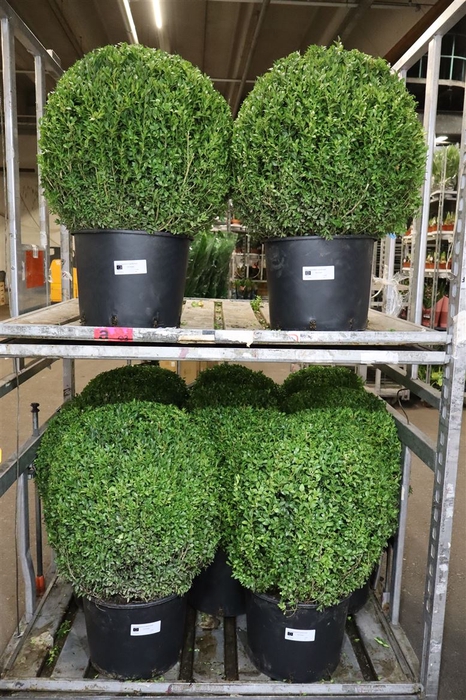 <h4>Buxu Sempervirens</h4>