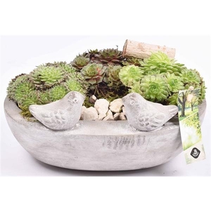 Arrangementen Sempervivum 6%