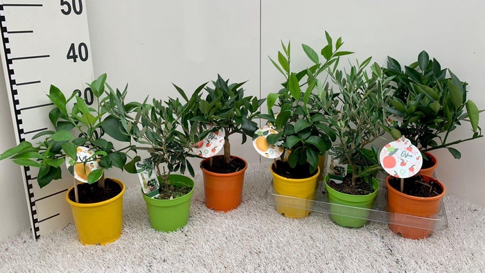 <h4>Algarve Mix Citrus & Olea (no fruits)</h4>