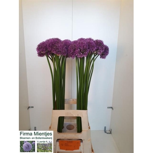 ALLIUM GLADIATOR