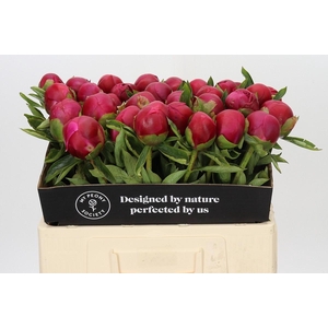 Paeonia Belgravia
