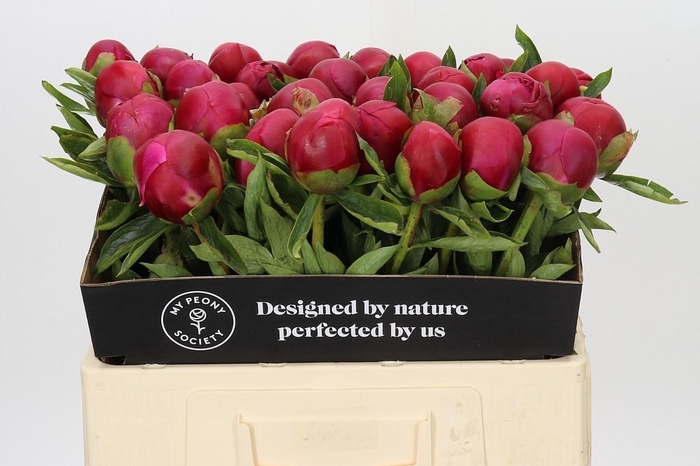 <h4>Paeonia Belgravia</h4>