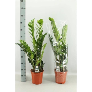 .Zamioculcas zamiifolia