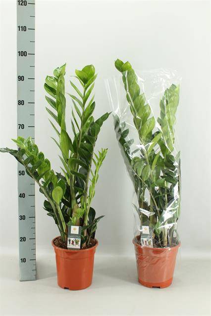 <h4>.Zamioculcas zamiifolia</h4>