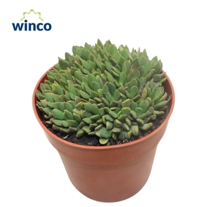 Anacampseros Marlothi