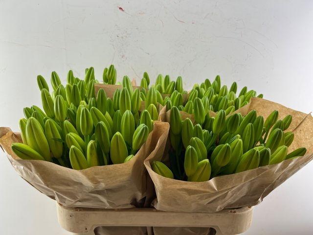 <h4>Li La Doroso  3 kop</h4>