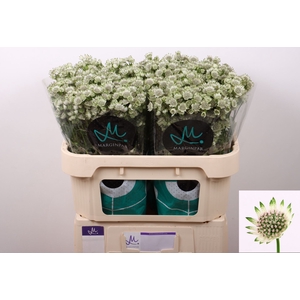 Astrantia Billion Stars
