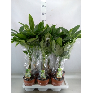 Pachira aquatica