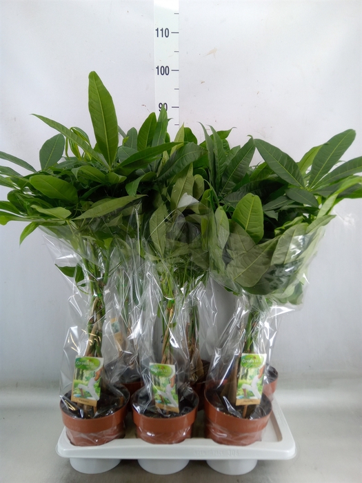 <h4>Pachira aquatica</h4>