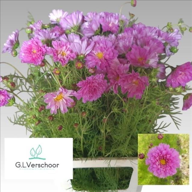 <h4>Cosmos Double Pink</h4>