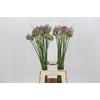 Allium Green Drops