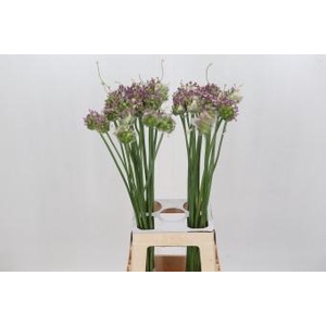 Allium Green Drops