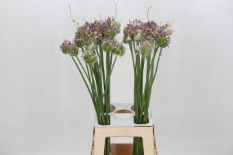<h4>Allium Green Drops</h4>