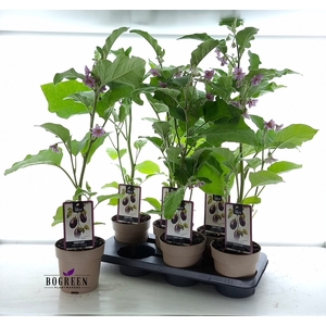 AUBERGINE PLANTEN