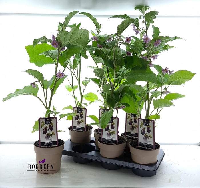 <h4>AUBERGINE PLANTEN</h4>