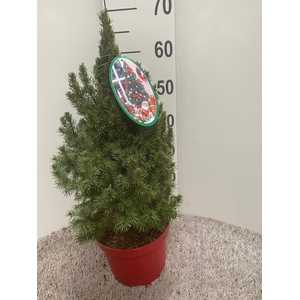 PICEA GL DECEMBER