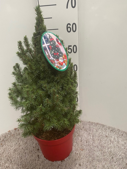 <h4>PICEA GL DECEMBER</h4>