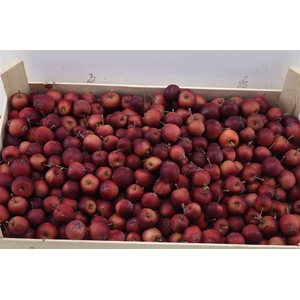Sier Malusappel Dark Red 5kg P Box